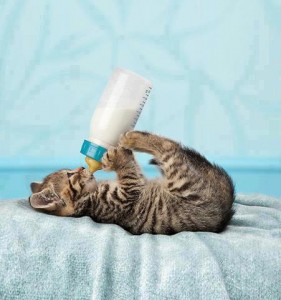 kitty milk